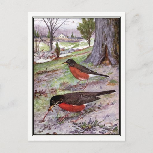 Vintag American Robin - Robert Bruce Horsfall Postkarte (Vorderseite)