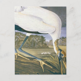 Vintag American Stork von John James Audubon Postkarte
