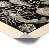 Vintag Amphoridea Ernst Haeckel Kunstdruckerei Poster (Ecke)