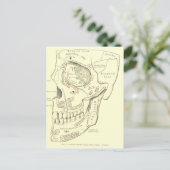 Vintag Anatomie Anterolaterale Schädelregion Postkarte (Stehend Vorderseite)