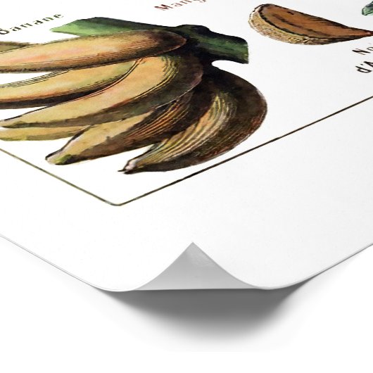 Vintag antikes französisches Fruchtdruckposter Poster (Ecke)