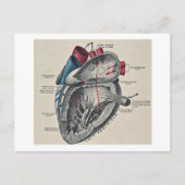 Vintag Art Anatomisches Herzdiagramm - Wissenschaf Postkarte (Vorderseite)