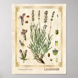 Vintag Art Herbal Lavender Blume Botanische  Poster