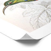 Vintag Art Humming Bird Poster (Ecke)