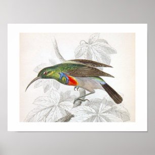 Vintag Art Humming Bird Poster