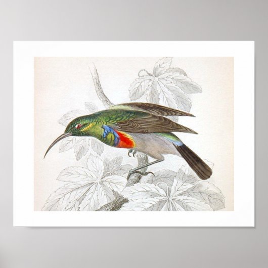 Vintag Art Humming Bird Poster (Vorne)