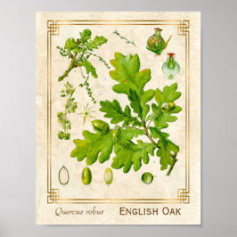 Vintag Art Oak Blätter Botanische Illustration Poster