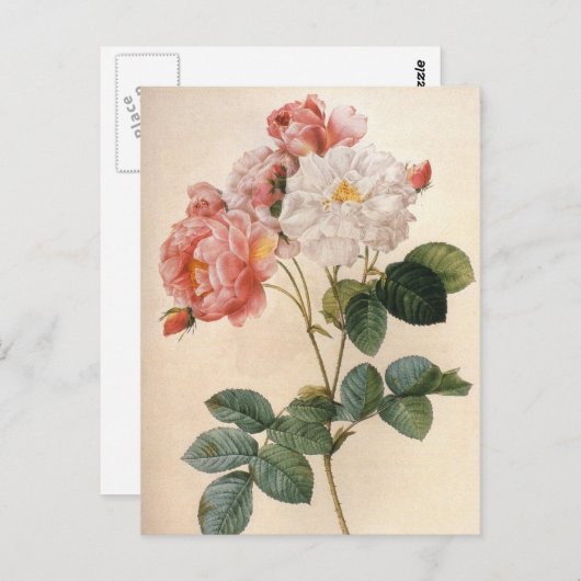 Vintag Art Pink Rose Blume Postkarte (Vorne/Hinten)