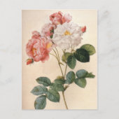 Vintag Art Pink Rose Blume Postkarte (Vorderseite)