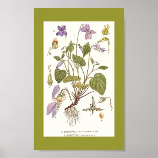 Vintag Art-viola-riviana-viola-canina Poster (Vorne)