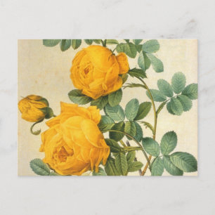 Vintag Art Yellow Rose Postkarte