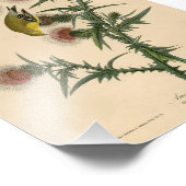 Vintag Audubon American Goldfinch Fotodruck (Ecke)