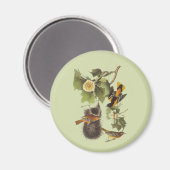 Vintag Audubon Birds Troupial Oriole Magnet (Vorderseite/Rückseite)