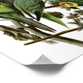 Vintag Audubon Carolina Parakeet Poster Print (Ecke)