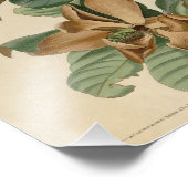 Vintag Audubon Illustration Black Billed Cuckoo Fotodruck (Ecke)