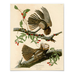 Vintag Audubon Illustration Chuck Wills Widow Fotodruck