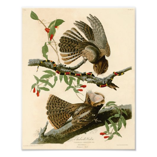 Vintag Audubon Illustration Chuck Wills Widow Fotodruck (Vorne)
