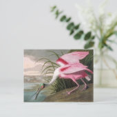 Vintag Audubon Illustration Spoonbill Bird Postkarte (Stehend Vorderseite)