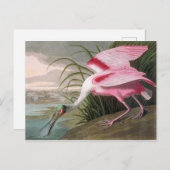 Vintag Audubon Illustration Spoonbill Bird Postkarte (Vorne/Hinten)