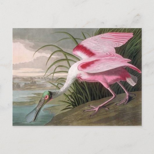 Vintag Audubon Illustration Spoonbill Bird Postkarte (Vorderseite)