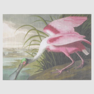 Vintag Audubon Illustration Spoonbill Bird Seidenpapier