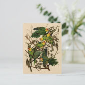 Vintag Audubon Parrot Postkarte (Stehend Vorderseite)