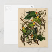 Vintag Audubon Parrot Postkarte (Vorne/Hinten)