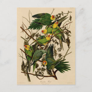 Vintag Audubon Parrot Postkarte