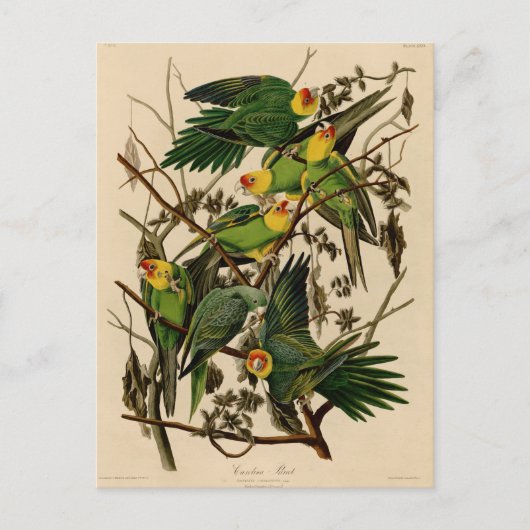 Vintag Audubon Parrot Postkarte (Vorderseite)