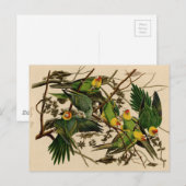 Vintag Audubon Parrot Postkarte (Vorne/Hinten)