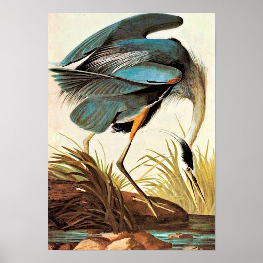 Vintag Audubon Poster (Vorne)