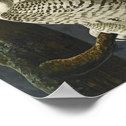 Vintag Audubon Snowy Owl Poster Print (Ecke)