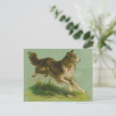 Vintag ausgeführte Collie Postcard Postkarte (Stehend Vorderseite)