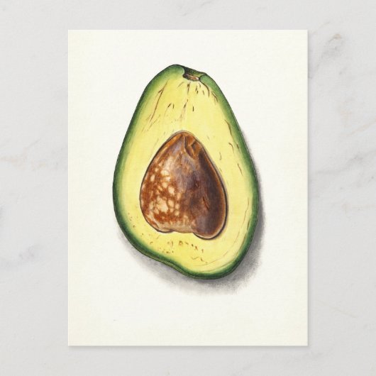 Vintag Avocado Botanische Illustration Postkarte (Vorderseite)