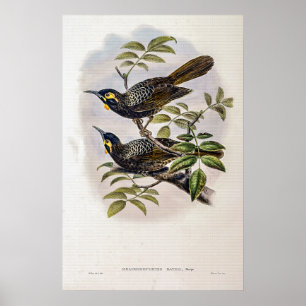 Vintag Bates’s Honey-Fresser von John Gould Poster