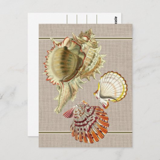 Vintag Beach Seashells Postcard Postkarte (Vorne/Hinten)