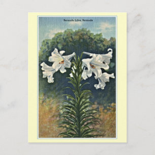 Vintag Bermuda Lilies, Bermuda Postkarte