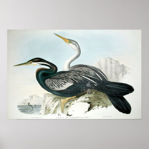 Vintag Bird Art Poster