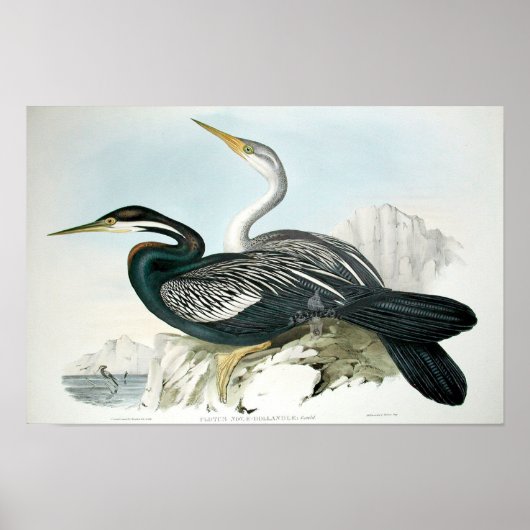 Vintag Bird Art Poster (Vorne)