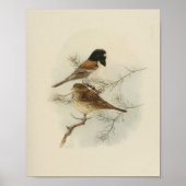 Vintag Bird Black Brown Poster (Vorne)