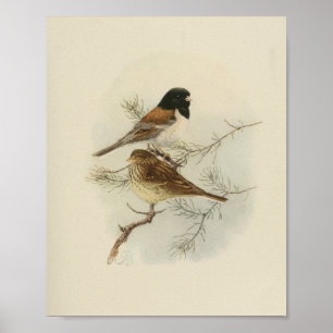 Vintag Bird Black Brown Poster