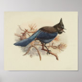 Vintag Bird Blue Black Poster (Vorne)