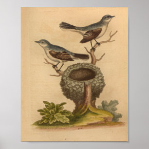 Vintag Bird Blue Brown Nest Print Poster