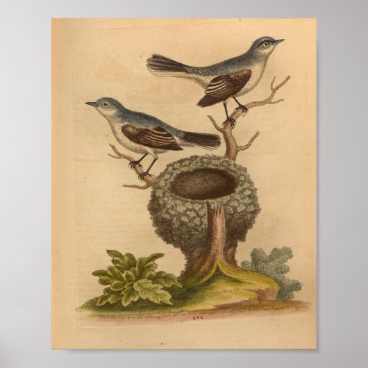 Vintag Bird Blue Brown Nest Print Poster (Vorne)