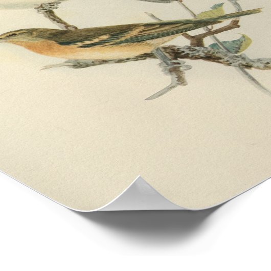 Vintag Bird Blue Brown Poster (Ecke)