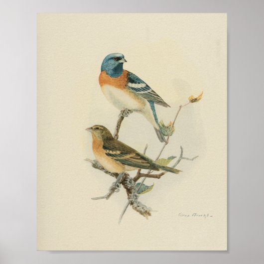 Vintag Bird Blue Brown Poster (Vorne)