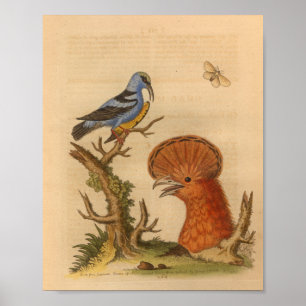 Vintag Bird Blue Orange Print Poster