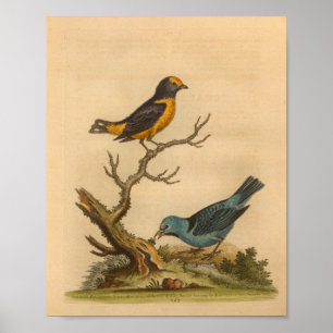 Vintag Bird Blue Orange Print Poster