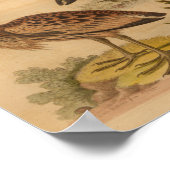 Vintag Bird Brown Featherprint Poster (Ecke)