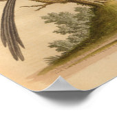 Vintag Bird Brown Long Schwanz Print Poster (Ecke)